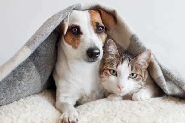 dog and cat