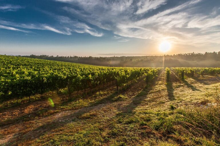 viva-wine-group